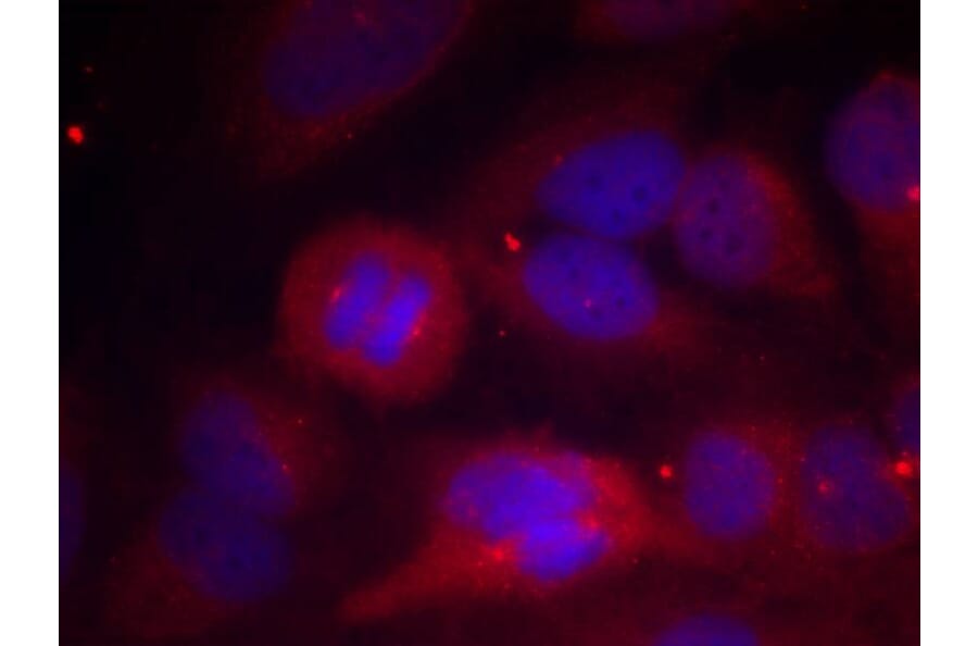 Immunofluorescence - Tyrosine Hydroxylase (Phospho-Ser40) Antibody from Signalway Antibody (11212) - Antibodies.com