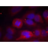 Immunofluorescence - Tyrosine Hydroxylase (Phospho-Ser40) Antibody from Signalway Antibody (11212) - Antibodies.com