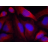 Immunofluorescence - Tyrosine Hydroxylase (Phospho-Ser19) Antibody from Signalway Antibody (11329) - Antibodies.com