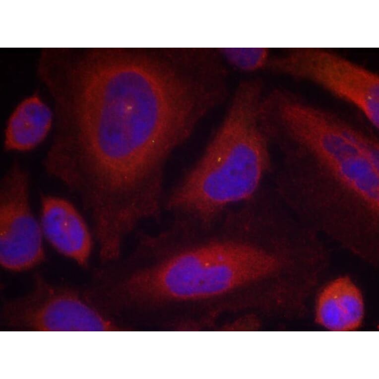 Immunofluorescence - Synaptotagmin 1 (Phospho-Ser309) Antibody from Signalway Antibody (11209) - Antibodies.com