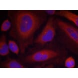 Immunofluorescence - Synaptotagmin 1 (Phospho-Ser309) Antibody from Signalway Antibody (11209) - Antibodies.com