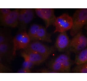 Immunofluorescence - Synaptotagmin 1/2 (Phospho-Thr202/199) Antibody from Signalway Antibody - Antibodies.com