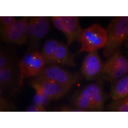 Immunofluorescence - Synaptotagmin 1/2 (Phospho-Thr202/199) Antibody from Signalway Antibody - Antibodies.com