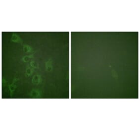 Immunofluorescence - Histamine H1 Receptor (Phospho-Ser398) Antibody from Signalway Antibody - Antibodies.com