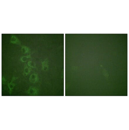 Immunofluorescence - Histamine H1 Receptor (Phospho-Ser398) Antibody from Signalway Antibody - Antibodies.com