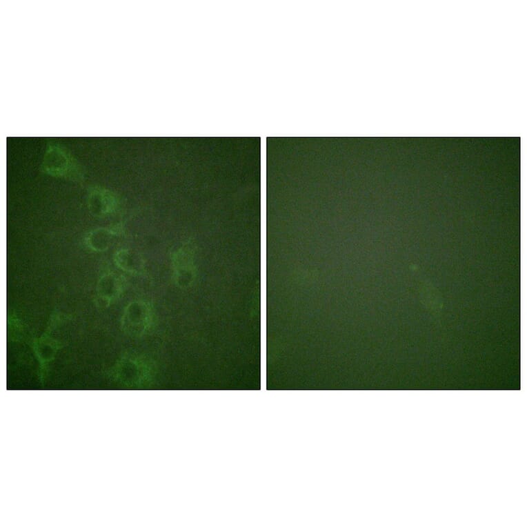 Immunofluorescence - Histamine H1 Receptor (Phospho-Ser398) Antibody from Signalway Antibody - Antibodies.com