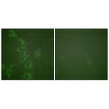 Immunofluorescence - Histamine H1 Receptor (Phospho-Ser398) Antibody from Signalway Antibody - Antibodies.com