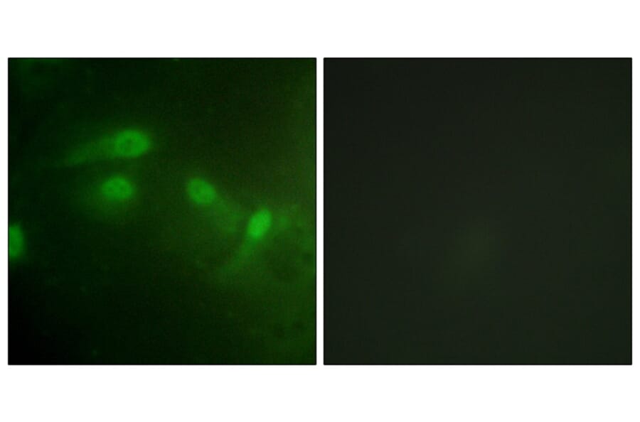 Immunofluorescence - MDM2 (Phospho-Ser186/Ser188) Antibody from Signalway Antibody (11702) - Antibodies.com