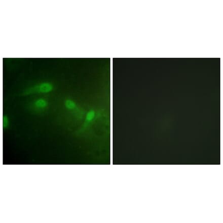 Immunofluorescence - MDM2 (Phospho-Ser186/Ser188) Antibody from Signalway Antibody (11702) - Antibodies.com