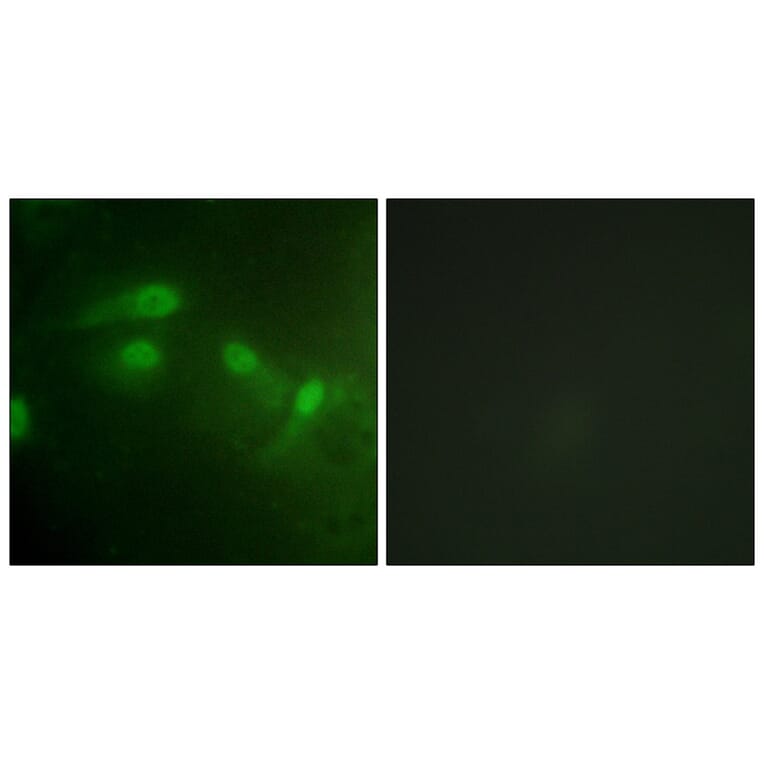 Immunofluorescence - MDM2 (Phospho-Ser186/Ser188) Antibody from Signalway Antibody (11702) - Antibodies.com