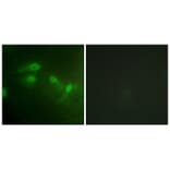 Immunofluorescence - MDM2 (Phospho-Ser186/Ser188) Antibody from Signalway Antibody (11702) - Antibodies.com