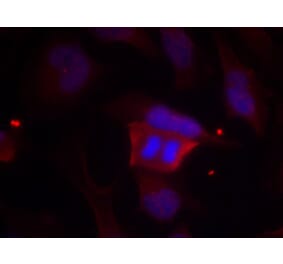 Immunofluorescence - DARPP-32 (Phospho-Thr75) Antibody from Signalway Antibody (11185) - Antibodies.com