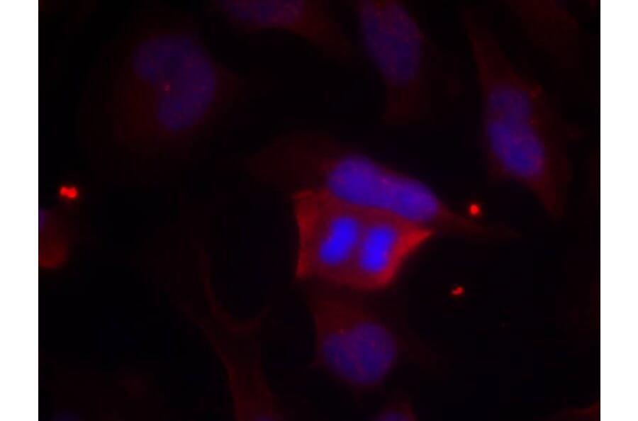 Immunofluorescence - DARPP-32 (Phospho-Thr75) Antibody from Signalway Antibody (11185) - Antibodies.com