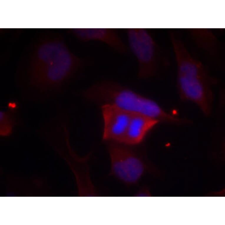 Immunofluorescence - DARPP-32 (Phospho-Thr75) Antibody from Signalway Antibody (11185) - Antibodies.com