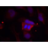 Immunofluorescence - DARPP-32 (Phospho-Thr75) Antibody from Signalway Antibody (11185) - Antibodies.com