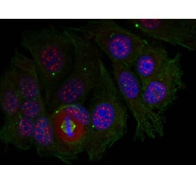 Immunofluorescence - MEF2a (Phospho-Thr319) Antibody from Signalway Antibody (11040) - Antibodies.com