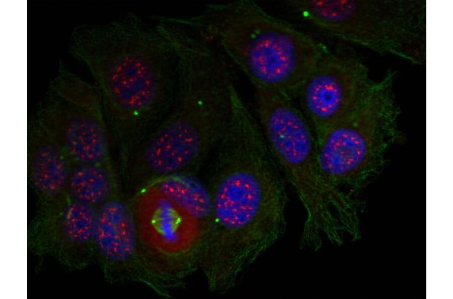 Immunofluorescence - MEF2a (Phospho-Thr319) Antibody from Signalway Antibody (11040) - Antibodies.com