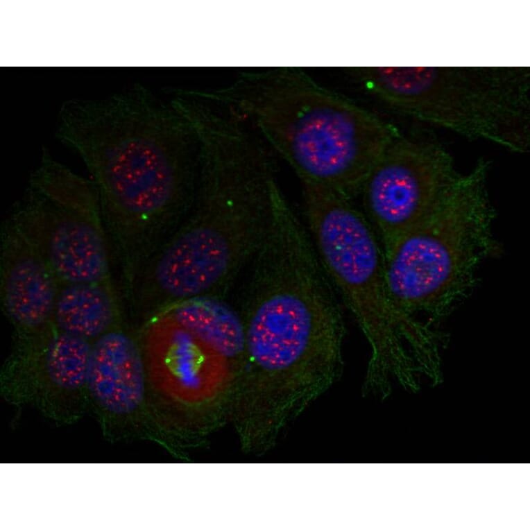 Immunofluorescence - MEF2a (Phospho-Thr319) Antibody from Signalway Antibody (11040) - Antibodies.com