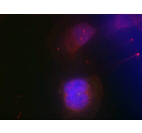 Immunofluorescence - BRCA1 (Phospho-Ser988) Antibody from Signalway Antibody (11237) - Antibodies.com