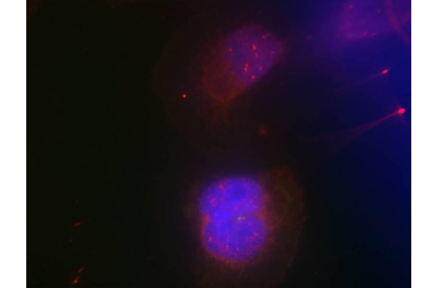 Immunofluorescence - BRCA1 (Phospho-Ser988) Antibody from Signalway Antibody (11237) - Antibodies.com