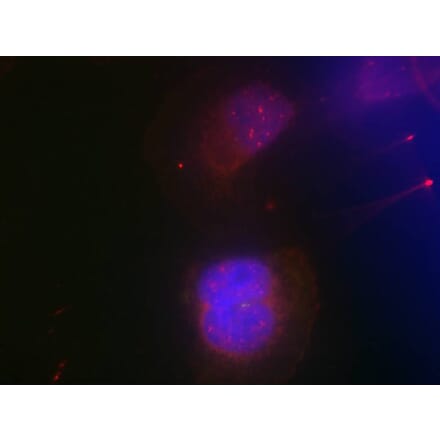Immunofluorescence - BRCA1 (Phospho-Ser988) Antibody from Signalway Antibody (11237) - Antibodies.com