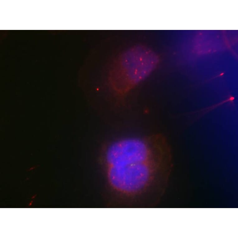 Immunofluorescence - BRCA1 (Phospho-Ser988) Antibody from Signalway Antibody (11237) - Antibodies.com