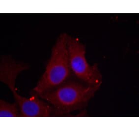 Immunofluorescence - GAP43 (Phospho-Ser41) Antibody from Signalway Antibody (11281) - Antibodies.com