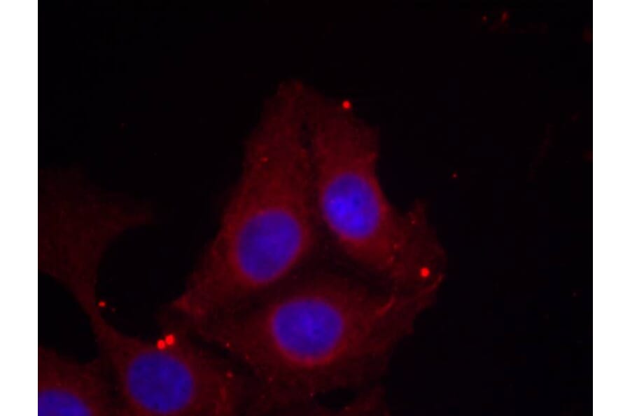 Immunofluorescence - GAP43 (Phospho-Ser41) Antibody from Signalway Antibody (11281) - Antibodies.com