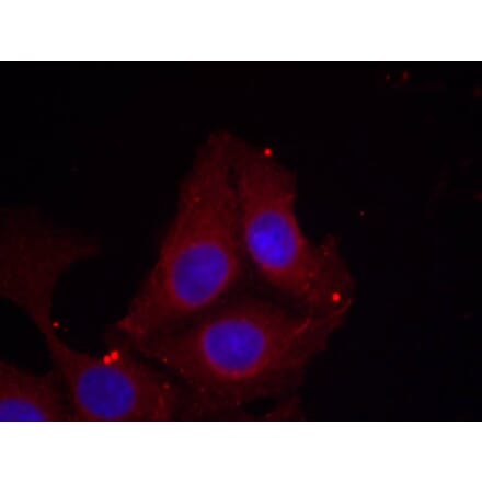 Immunofluorescence - GAP43 (Phospho-Ser41) Antibody from Signalway Antibody (11281) - Antibodies.com