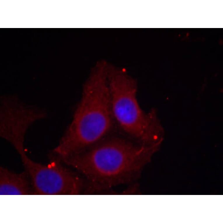 Immunofluorescence - GAP43 (Phospho-Ser41) Antibody from Signalway Antibody (11281) - Antibodies.com