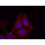 Immunofluorescence - GAP43 (Phospho-Ser41) Antibody from Signalway Antibody (11281) - Antibodies.com