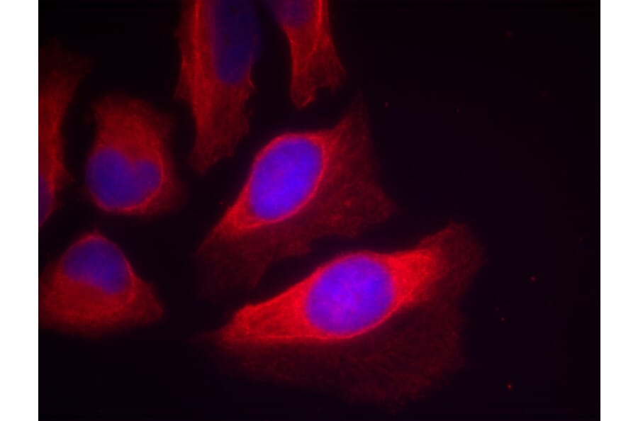 Immunofluorescence - IKK-β (Phospho-Tyr199) Antibody from Signalway Antibody (11305) - Antibodies.com