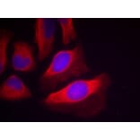 Immunofluorescence - IKK-β (Phospho-Tyr199) Antibody from Signalway Antibody (11305) - Antibodies.com