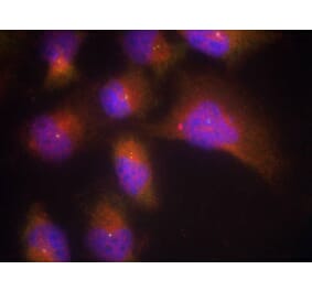 Immunofluorescence - TrkB (Phospho-Tyr515) Antibody from Signalway Antibody (11327) - Antibodies.com