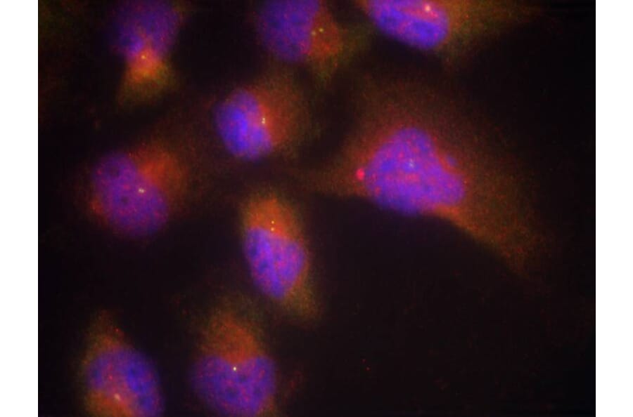Immunofluorescence - TrkB (Phospho-Tyr515) Antibody from Signalway Antibody (11327) - Antibodies.com