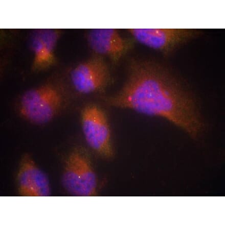Immunofluorescence - TrkB (Phospho-Tyr515) Antibody from Signalway Antibody (11327) - Antibodies.com