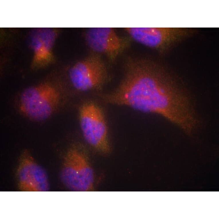 Immunofluorescence - TrkB (Phospho-Tyr515) Antibody from Signalway Antibody (11327) - Antibodies.com