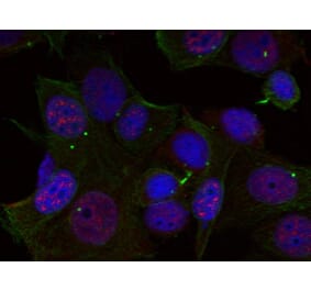 Immunofluorescence - Rel (Phospho-Ser503) Antibody from Signalway Antibody (11020) - Antibodies.com