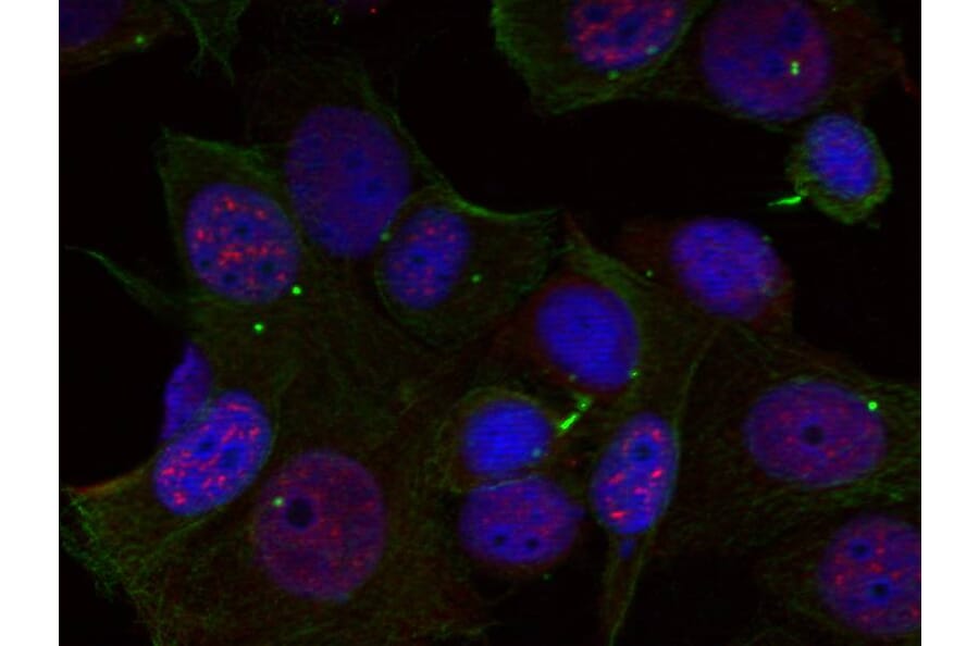 Immunofluorescence - Rel (Phospho-Ser503) Antibody from Signalway Antibody (11020) - Antibodies.com