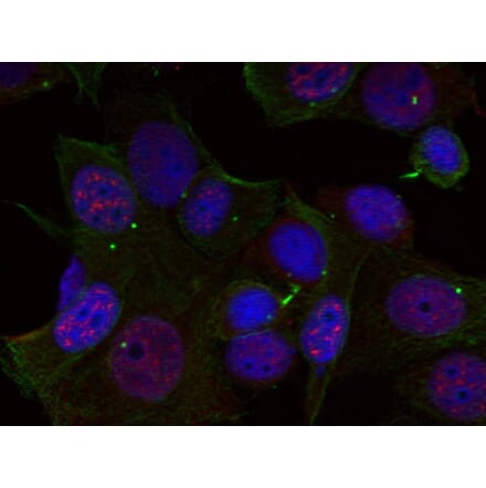 Immunofluorescence - Rel (Phospho-Ser503) Antibody from Signalway Antibody (11020) - Antibodies.com