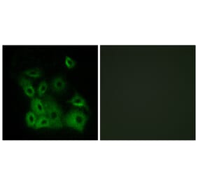 Immunofluorescence - Bax (Phospho-Thr167) Antibody from Signalway Antibody (11680) - Antibodies.com