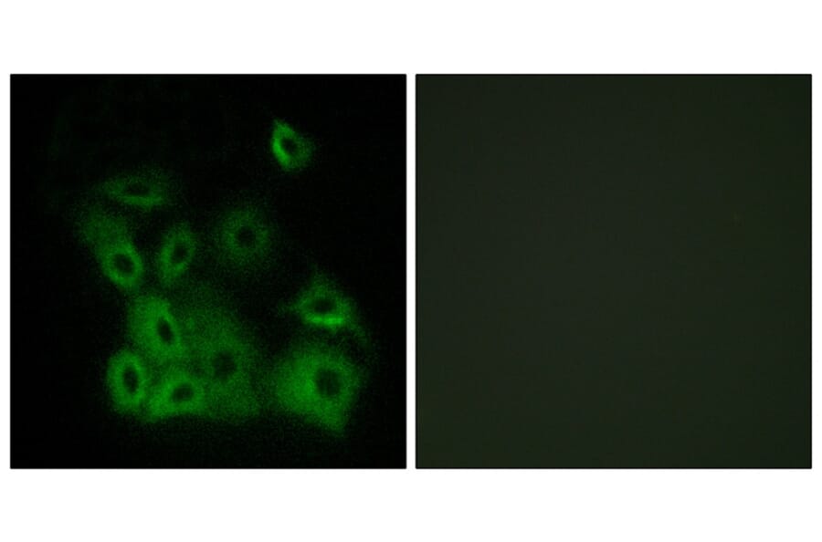 Immunofluorescence - Bax (Phospho-Thr167) Antibody from Signalway Antibody (11680) - Antibodies.com