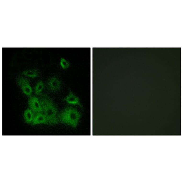 Immunofluorescence - Bax (Phospho-Thr167) Antibody from Signalway Antibody (11680) - Antibodies.com