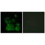 Immunofluorescence - Bax (Phospho-Thr167) Antibody from Signalway Antibody (11680) - Antibodies.com