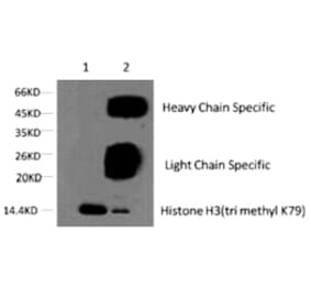 Histone H3 (Tri-Methyl-Lys79) Monoclonal Antibody from Signalway Antibody (HW152) - Antibodies.com