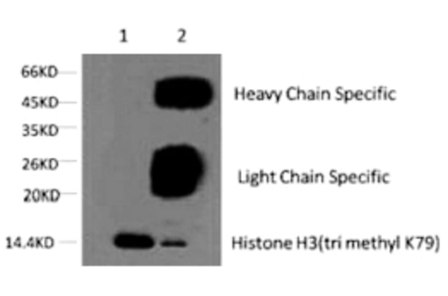 Histone H3 (Tri-Methyl-Lys79) Monoclonal Antibody from Signalway Antibody (HW152) - Antibodies.com