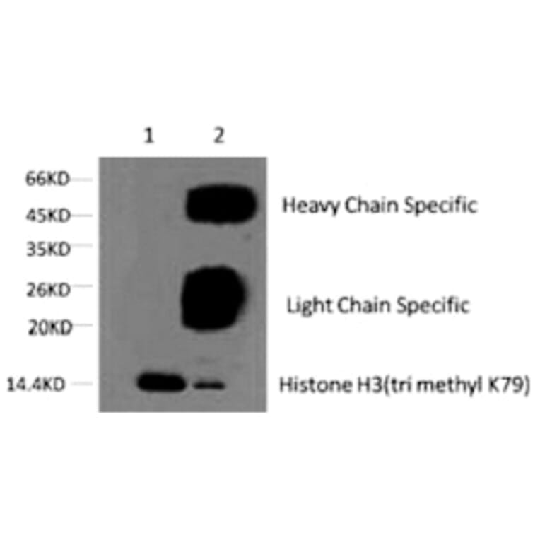 Histone H3 (Tri-Methyl-Lys79) Monoclonal Antibody from Signalway Antibody (HW152) - Antibodies.com