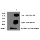 Histone H3 (Tri-Methyl-Lys79) Monoclonal Antibody from Signalway Antibody (HW152) - Antibodies.com
