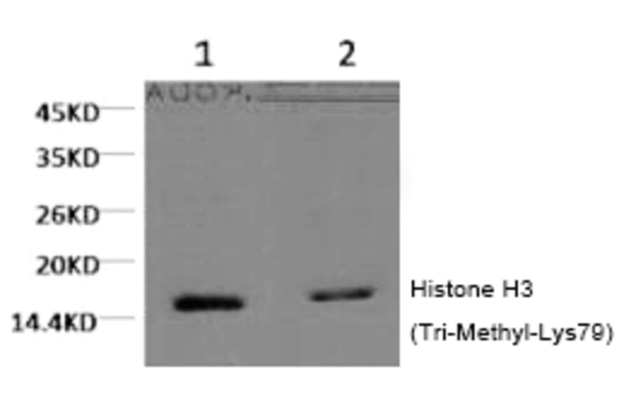 Western blot - Histone H3 (Tri-Methyl-Lys79) Monoclonal Antibody from Signalway Antibody (HW152) - Antibodies.com