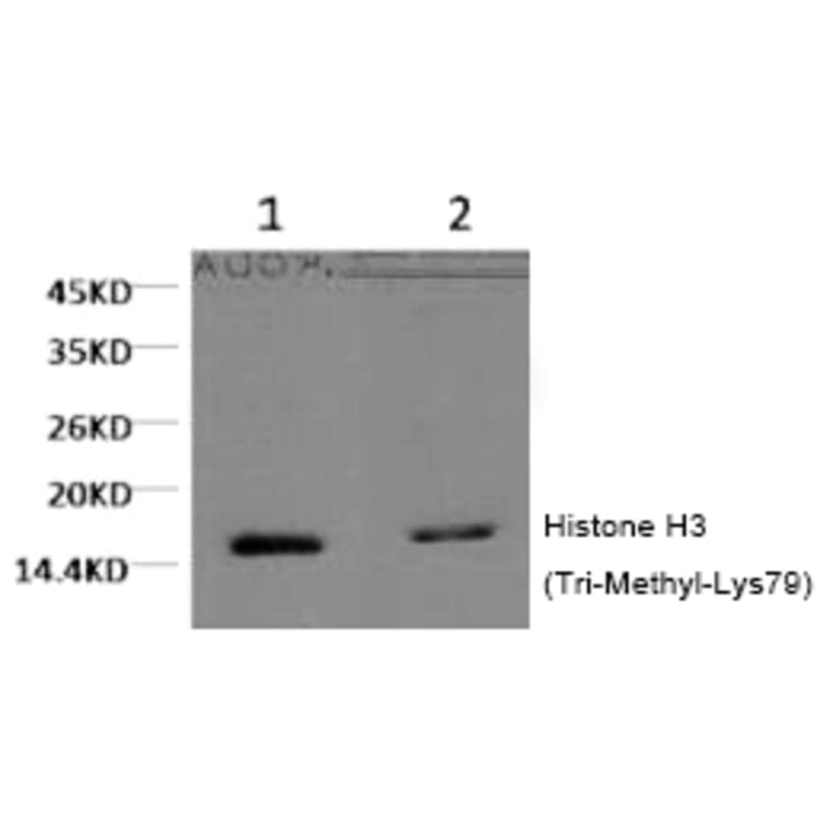 Western blot - Histone H3 (Tri-Methyl-Lys79) Monoclonal Antibody from Signalway Antibody (HW152) - Antibodies.com